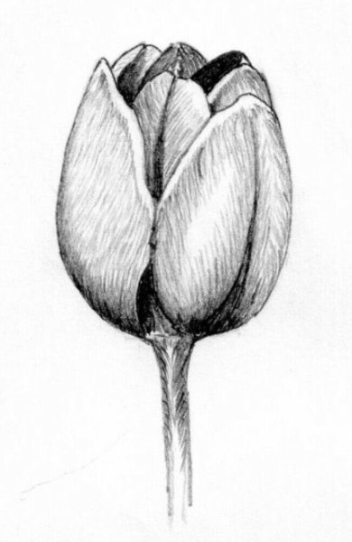 Тюльпан в графике
