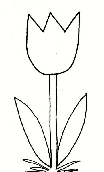 Тюльпаны карандашом