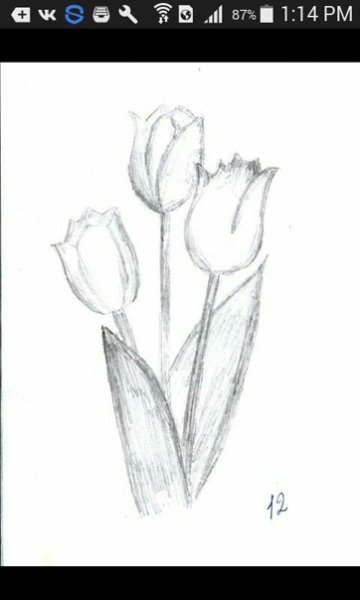 Поэтапный рисунок тюльпана