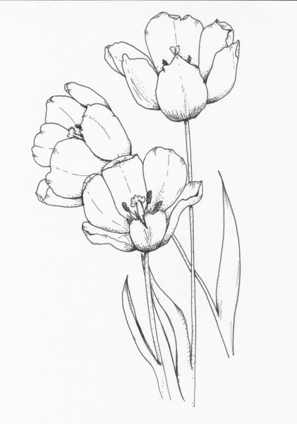 Поэтапное рисование цветов карандашом