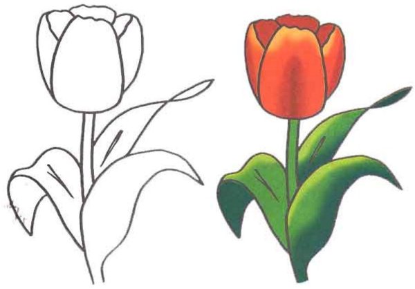 Тюльпан Графика рисунок