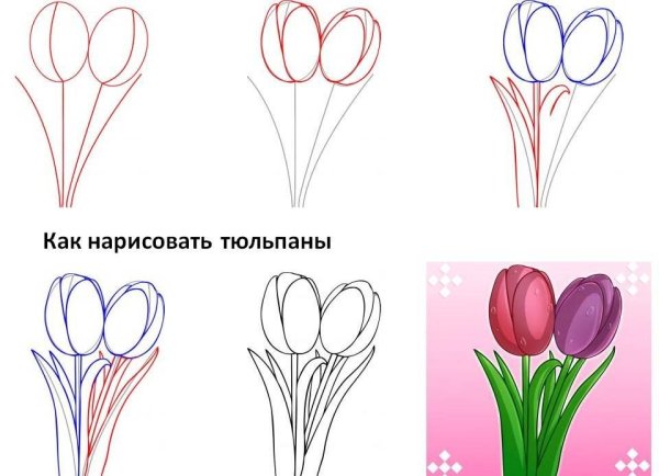 Тюльпан эскиз