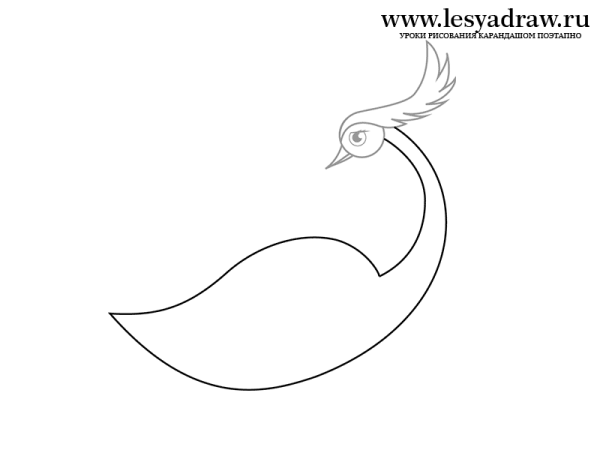 Шаблон Жар птицы без хвоста