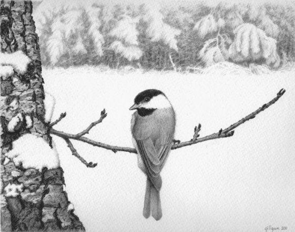 Зимние птицы Графика