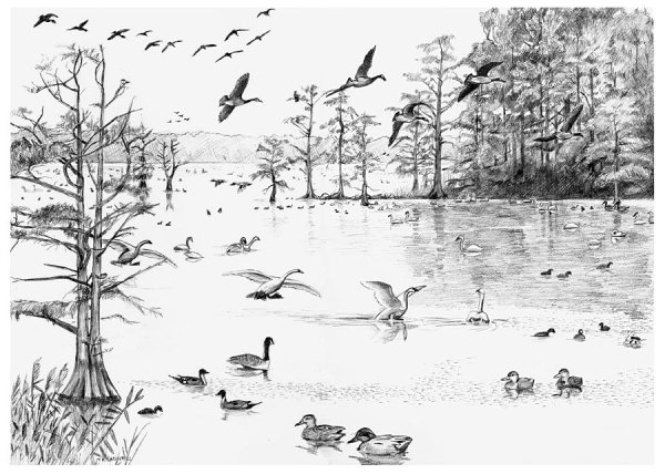 Пейзаж с птицами карандашом