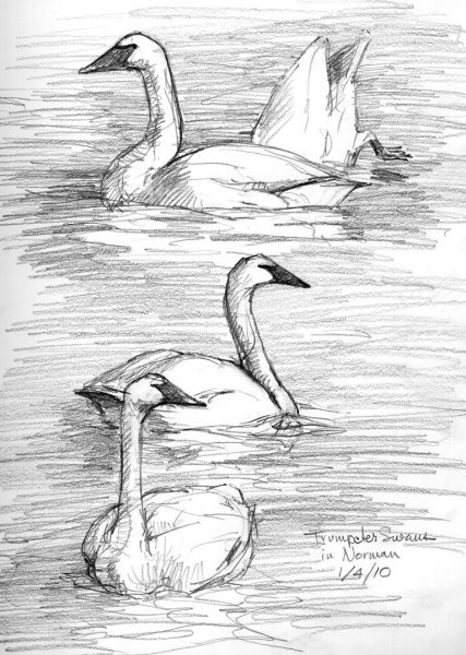 Рисунки карандашом для срисовки природа и животные