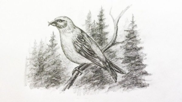 Клест рисунок карандашом