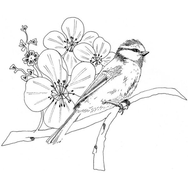 Раскраски для детей цветы с птицами