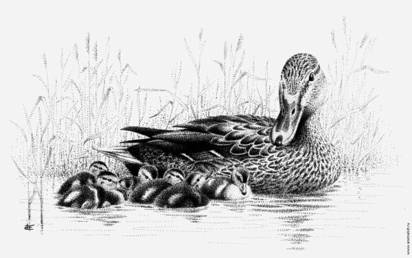 Утки в графике