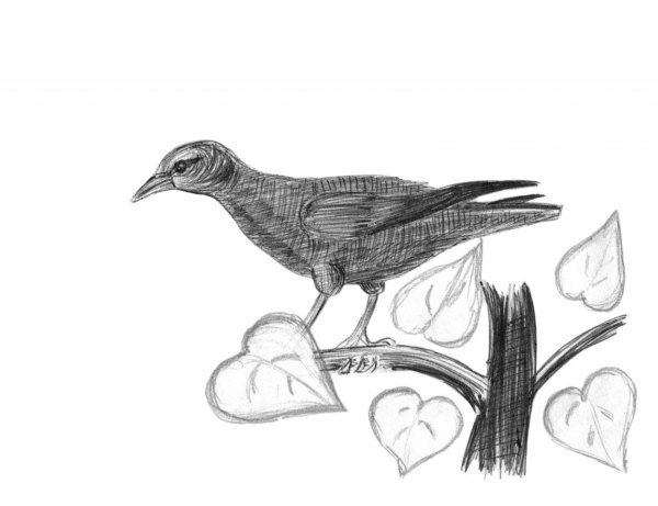 Птицы простым карандашом