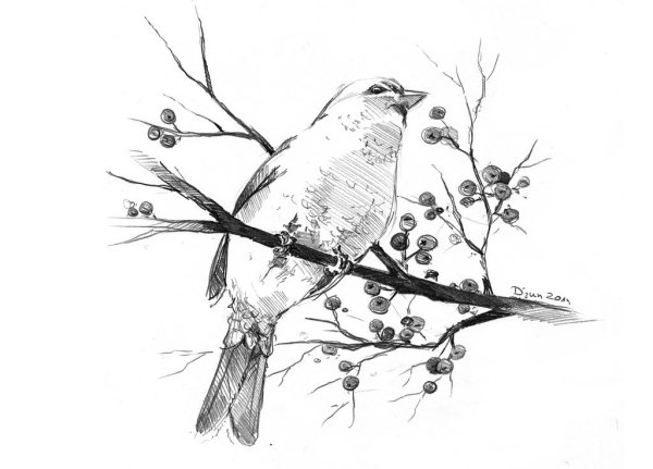 Птица карандашом