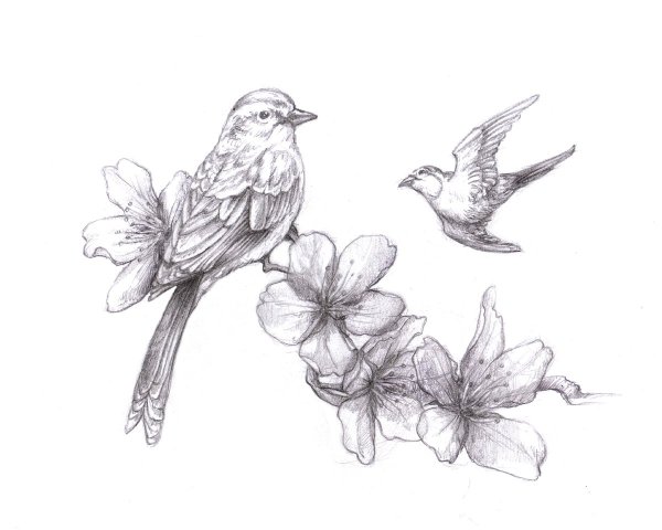 Птичка рисунок карандашом