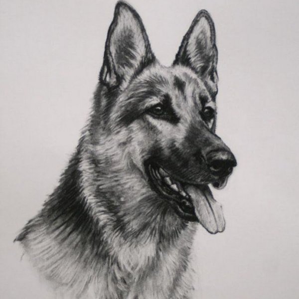 Овчарка карандашом