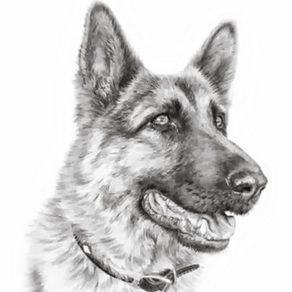 Собака карандашом немецкая овчарка
