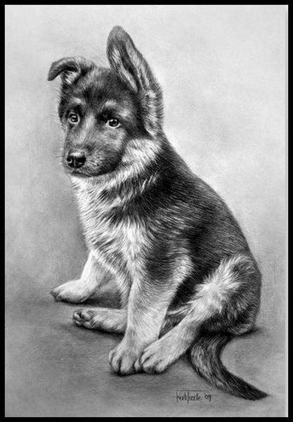 Немецкая овчарка карандашом