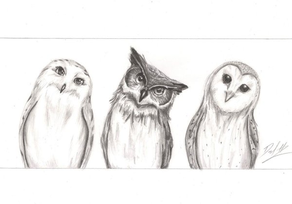 Рисунок Совы карандашом для срисовки