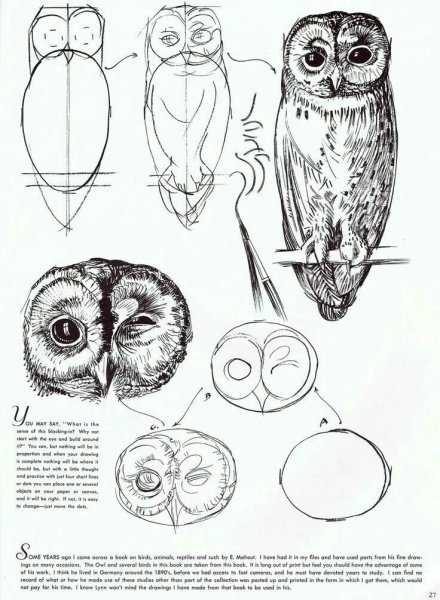 Сова вид сбоку рисунок карандашом