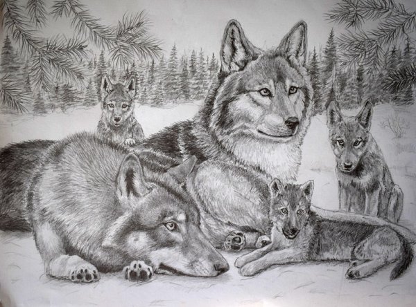 Рисунки Волков