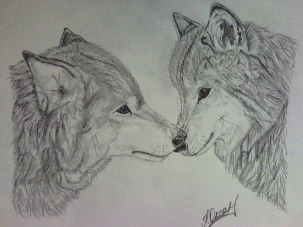 Два волка карандашом