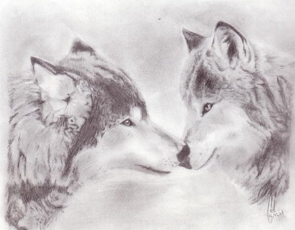 Волчья любовь карандашом