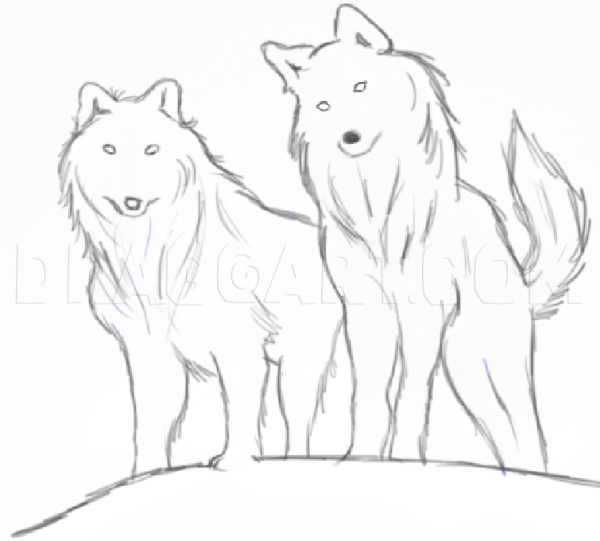 Рисунок двух Волков легко