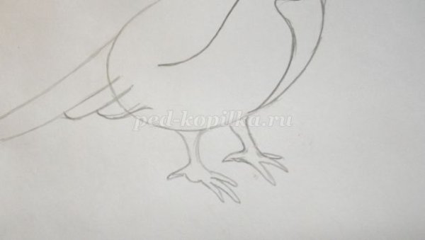 Нарисовать воробья карандашом
