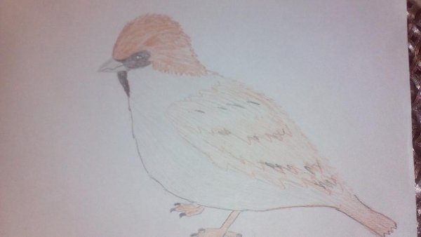 Растрепанный Воробей Паустовский раскраска