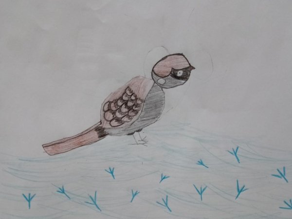 Паустовский растрёпанный Воробей раскраска