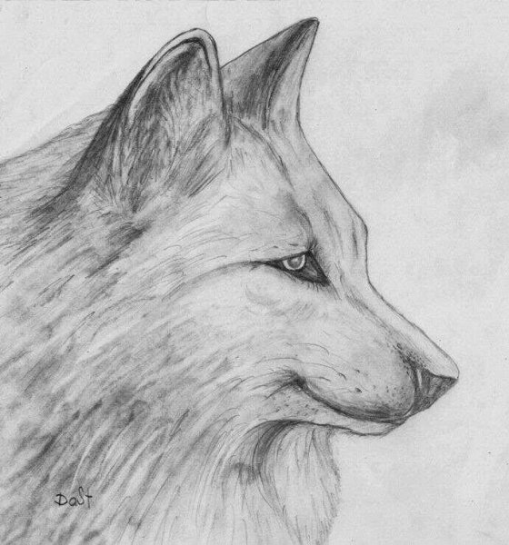 Хорошие рисунки карандашом