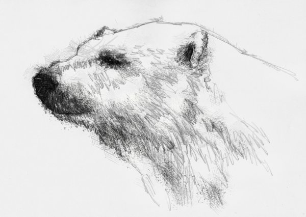 Белый медведь зарисовка