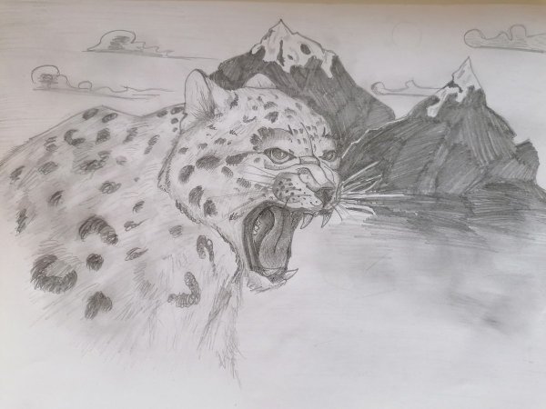 Снежный Барс рисунок карандашом