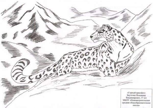 Снежный Барс рисунок