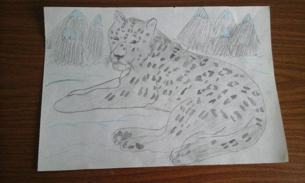 Рисование снежный Барс в подготовительной группе