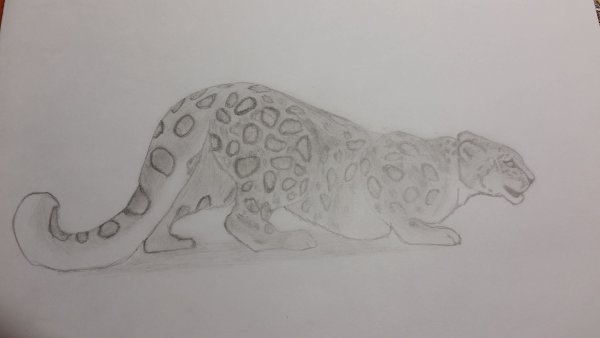 Снежный Барс для срисовки