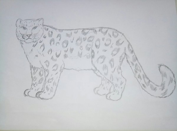 Снежный Барс рисунок карандашом