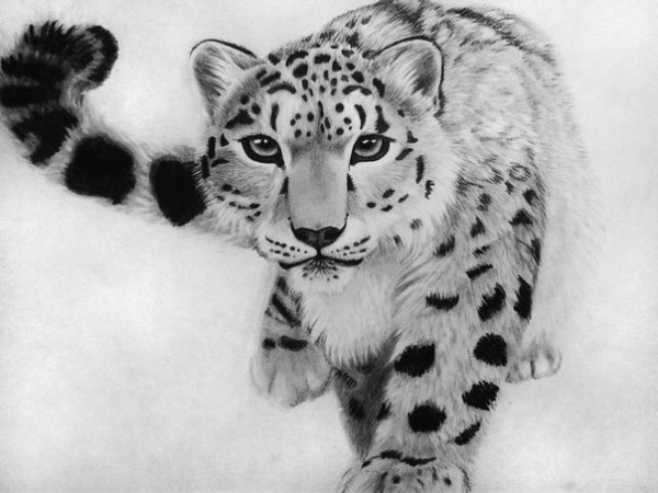 Снежный Барс рисунок карандашом