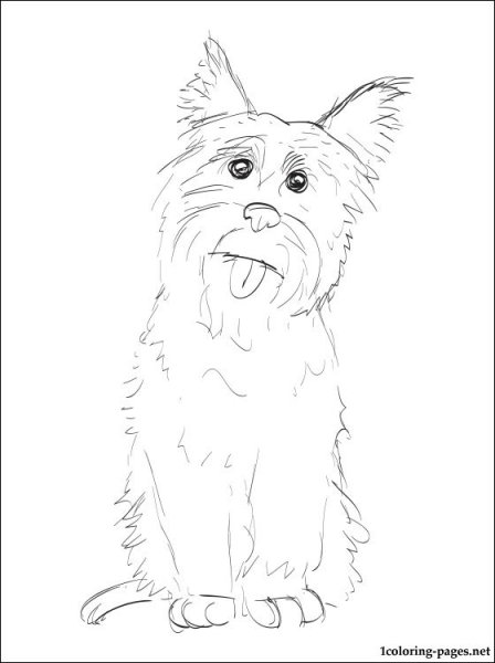 Поэтапное рисование йоркширского терьера