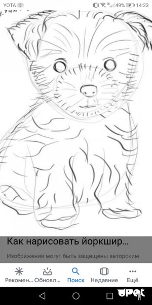 Йорк карандашом для срисовки