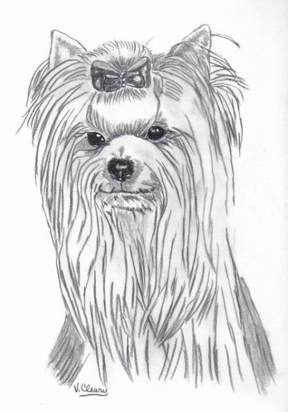 Йоркширский терьер аниме