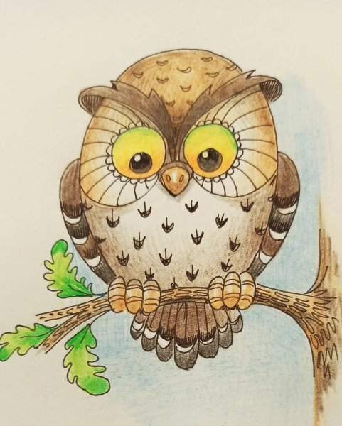Сова рисунок карандашом цветным