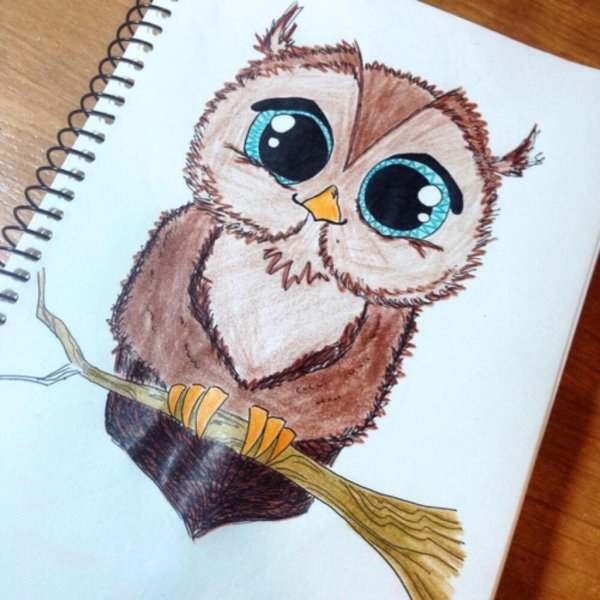 Сова цветными карандашами для детей