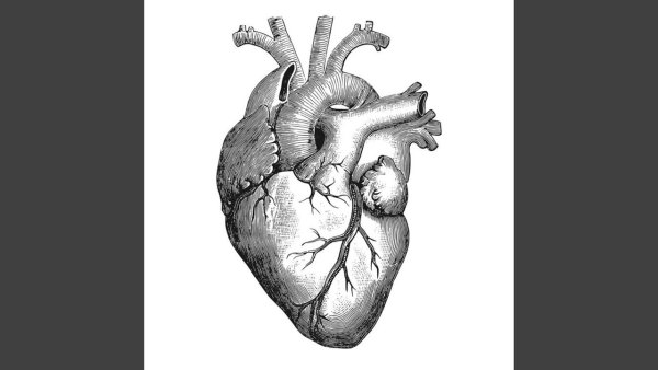 Сердце анатомия