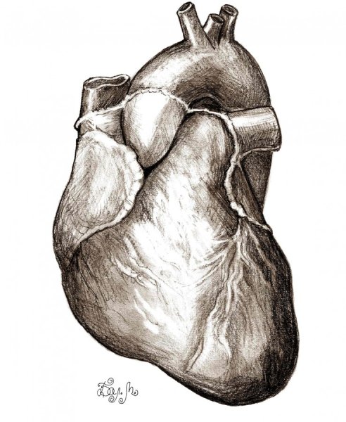 Скетчбук анатомия человека