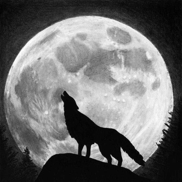Волк воет на луну