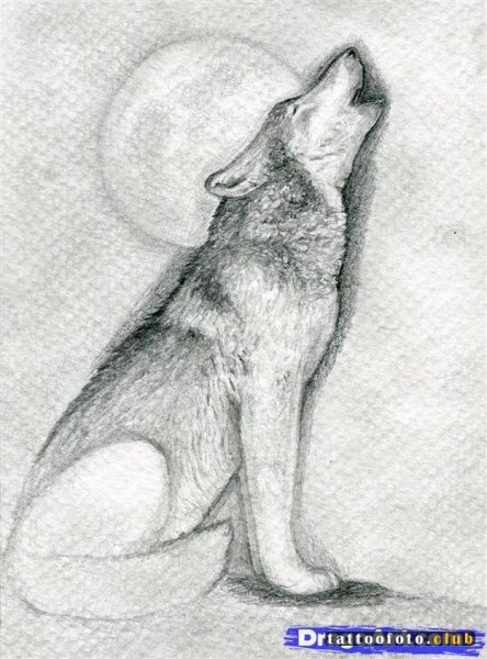 Волк воет на луну карандашом