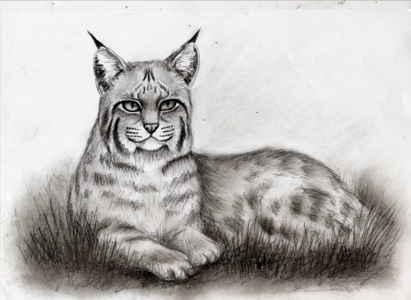 Животные из красной книги рисунки карандашом