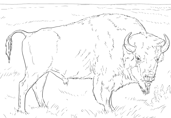 ЗУБР раскраска