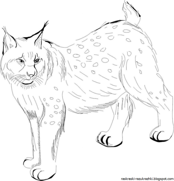 Рысь рисунок