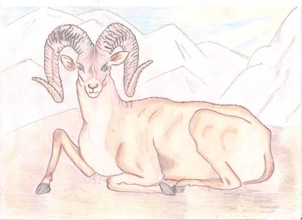 Алтайский горный баран аргали рисунок