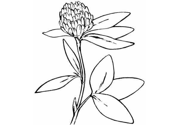 Клевер Луговой